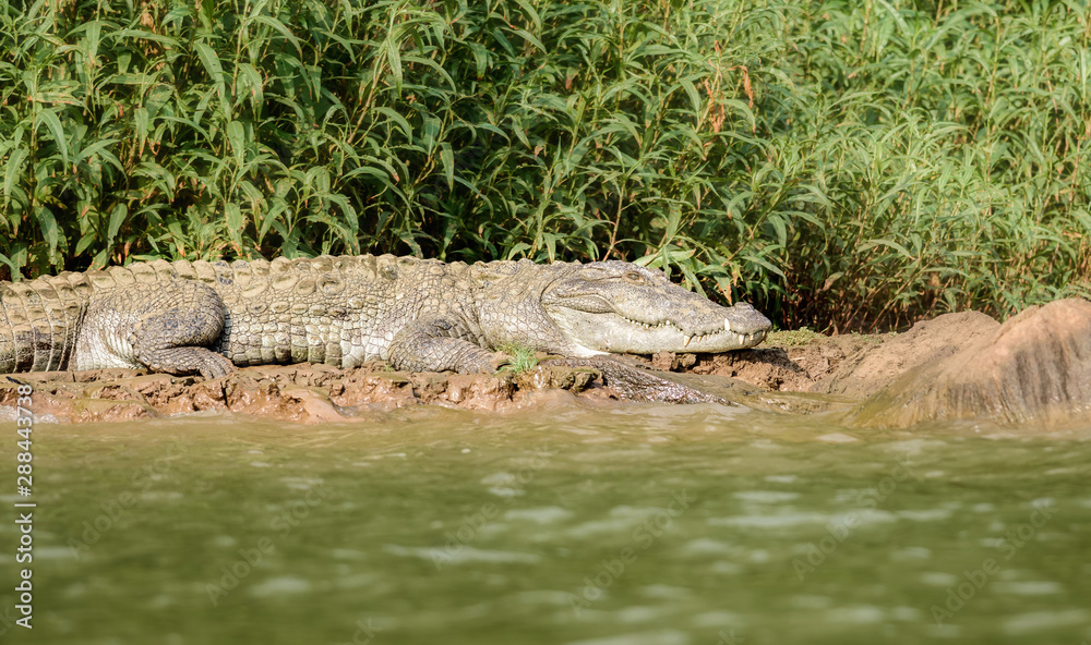 Mugger crocodile, Crocodylus palustris, in the sun,Mahanadi river bank inside Satkosia Tiger Reserve, copy space Mugger crocodile, Crocodylus palustris, in the sun,Mahanadi river bank inside Satkosia Tiger Reserve, copy space