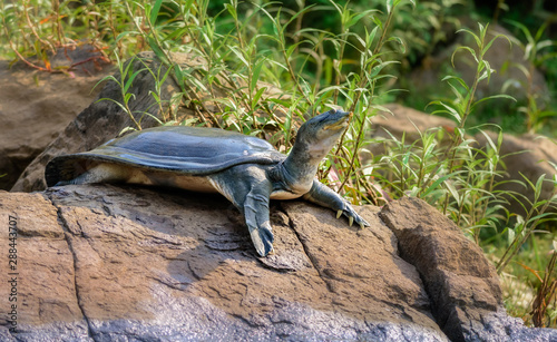 Indian Softshell Turtle aka Gangetic Softshell turtle, Nilssonia gangetica, sun bathing on a rock on the bank of Mahanadi River, with copy space photo