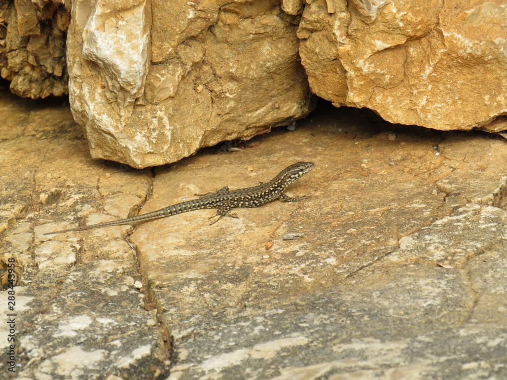 Obraz premium texture of stone with a lizard