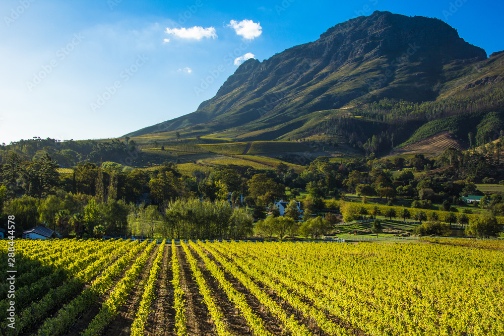 Vineyard Under a Mountain