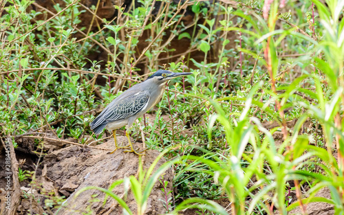 Medium sized bird, Striated Heron, Butorides striata perched on a rock with copy space photo