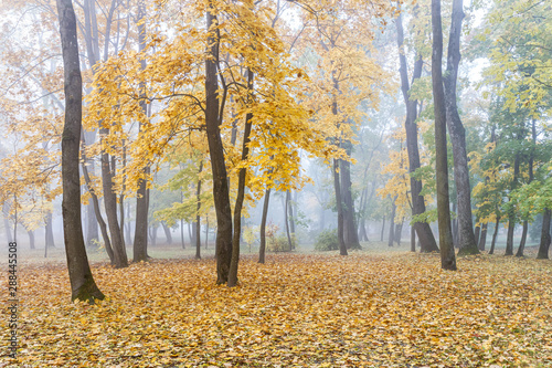 autumnal park landscape. trees with gold foliage on ground covered with dry leaves in fog