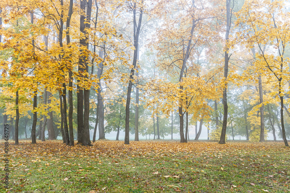scenic autumnal park landscape with trees with bright yellow foliage standing in fog scenic autumnal park landscape with trees with bright yellow foliage standing in fog