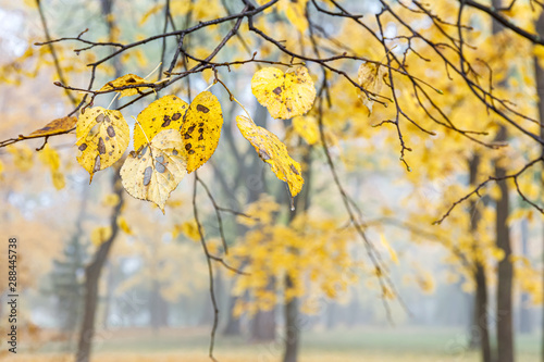 beech tree branch with withered dry yellow leaves, foggy blurred autumnal park background. closeup view
