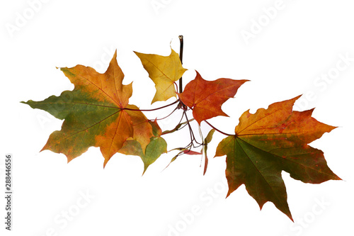 Branch of autumn maple leaves isolated on white background