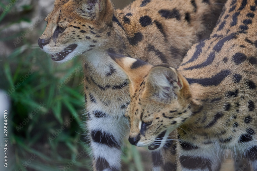 Obraz premium サーバル