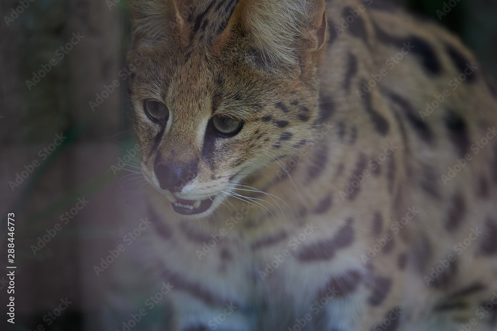 サーバル サーバル