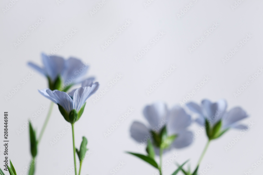 Flax (Linum usitatissimum) flowers
