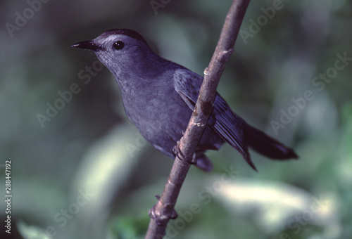 Gray Catbird (Dumetella Carolinensis) photo