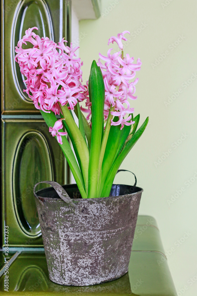 Obraz premium Easter table decoration with pink hyacinth flowers.