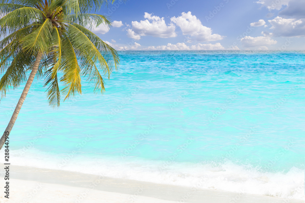 tropical palm tree and blue sea