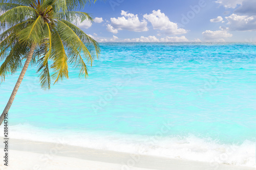 Fototapeta Naklejka Na Ścianę i Meble -  tropical palm tree and blue sea