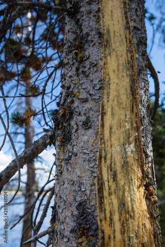 Fototapeta Naklejka Na Ścianę i Meble -  Diseased Pine Trees