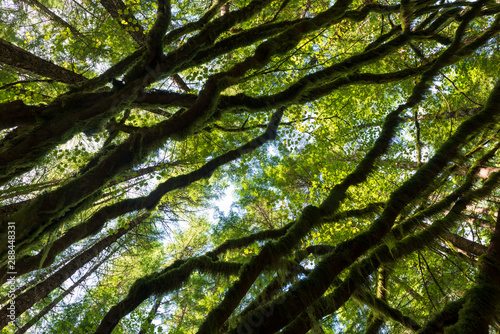 Looking upward at trees in the rain forest of Ollalie State Park, Washington, USA