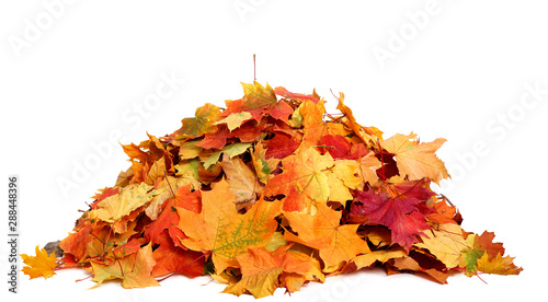 Fotografie Pile of autumn colored leaves isolated on white background