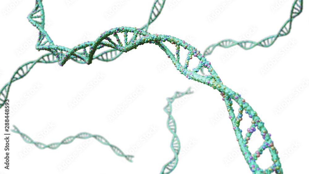 DNA molecule, double helix isolated on white background