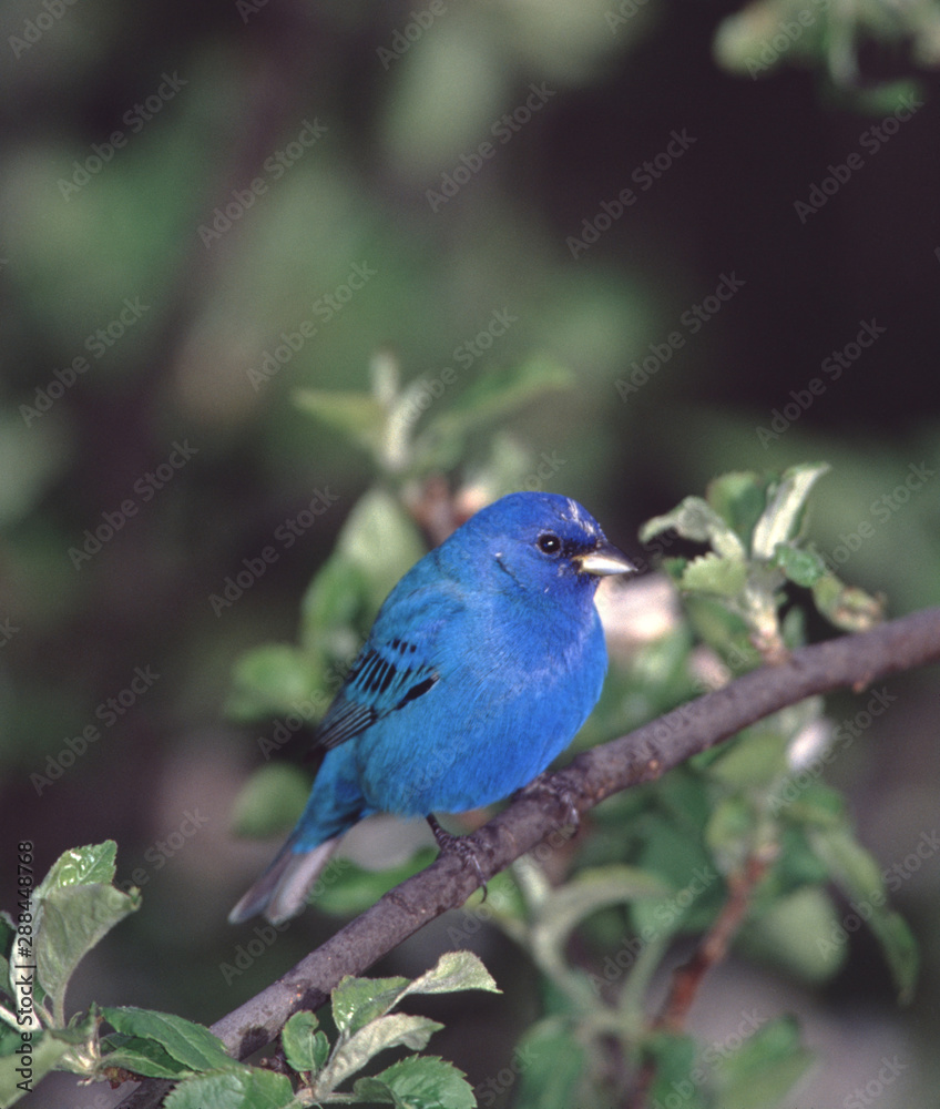Indigo Bunting (Passerina Cyanea) Male Indigo Bunting (Passerina Cyanea) Male