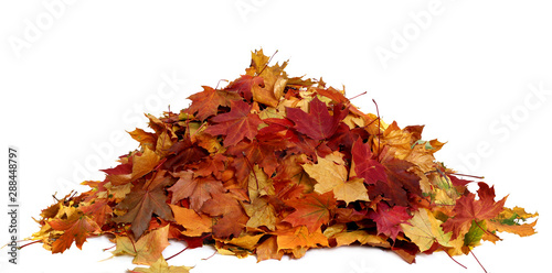 Pile of autumn colored leaves isolated on white background.A heap of different maple dry leaf .Red, yellow and colorful foliage