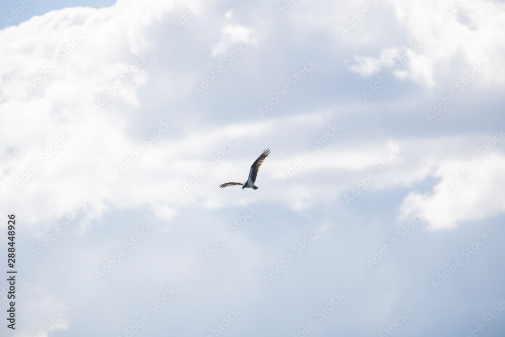 Falcon Falcon
