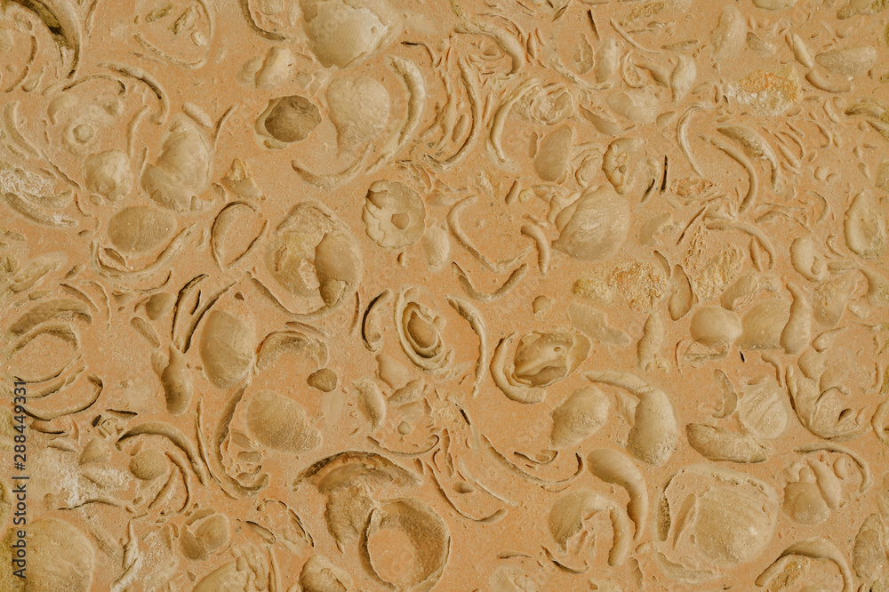 Organic texture of natural stone with prints of sea shells close-up muted pink tone with a gray brownish tint.
