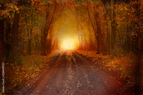 Fototapeta Naklejka Na Ścianę i Meble -  Fantasy background . Magic forest.Beautiful autumn landscape.