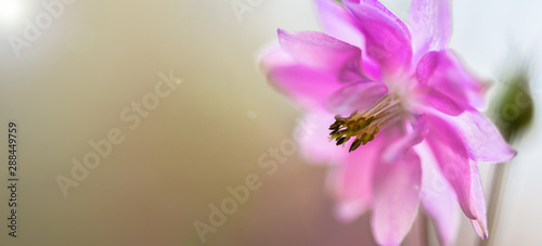 Banner. Blurry photo. Macro. Pink Aquilegia flower on a light background in the garden.
