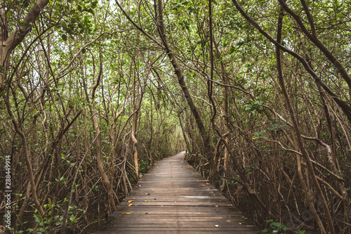 The scenery at the old wooden bridge that stretches in the mangrove forest