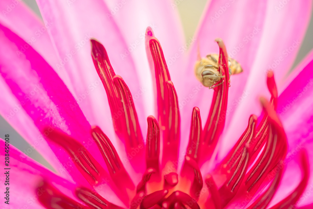 Close up of a pink water lily and a bee, Water lotus with bees, Close-up of pink flower Close up of a pink water lily and a bee, Water lotus with bees, Close-up of pink flower