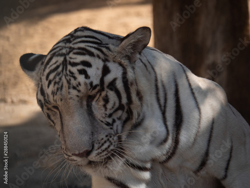 White Bengal Tiger held in captivity