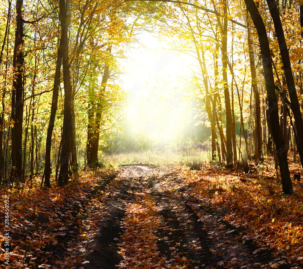 Obraz premium Fantasy background . Magic forest.Beautiful autumn landscape.