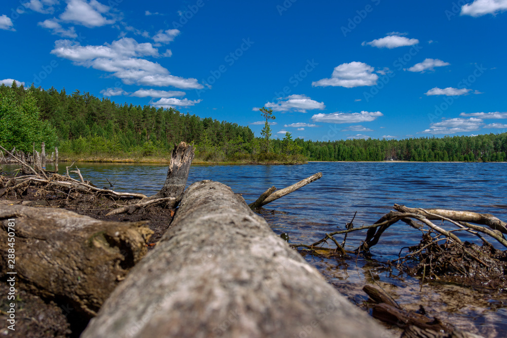 Old log in the water of a forest lake. Nice view from the shore of the lake.