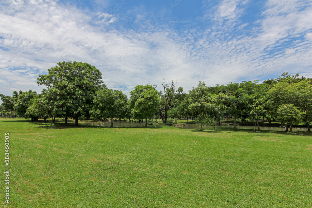 Lawn in the garden, nature, trees, bright green