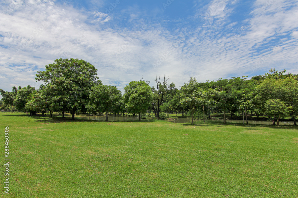 Lawn in the garden, nature, trees, bright green Lawn in the garden, nature, trees, bright green