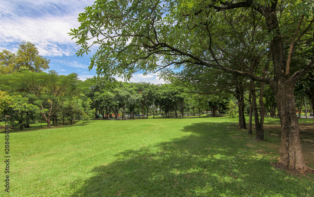 Lawn in the garden, nature, trees, bright green Lawn in the garden, nature, trees, bright green
