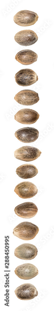 Close up of hemp seeds in a vertical line above each other and isolated on white background Close up of hemp seeds in a vertical line above each other and isolated on white background