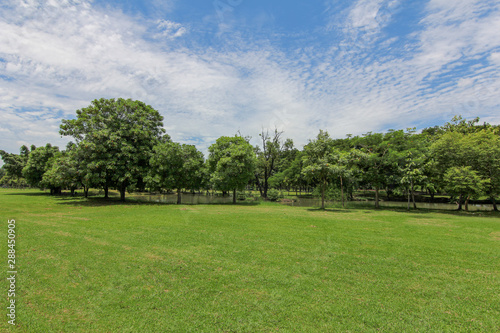 Lawn in the garden, nature, trees, bright green