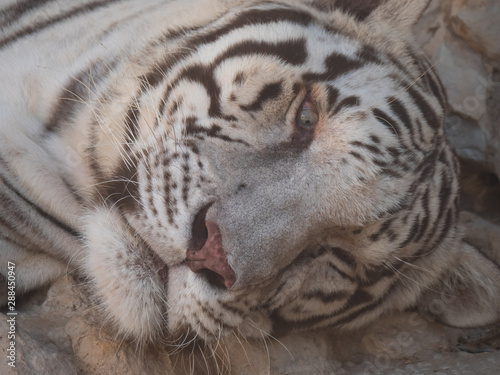 White Bengal Tiger held in captivity © hyserb