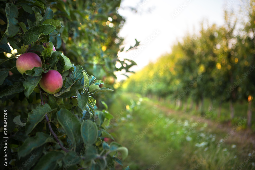 Orchard of ripe apples at sunset Orchard of ripe apples at sunset
