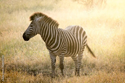 Sun lit Zebra standing in the African grassland of Kruger National Park in South Africa  during morning sunrise