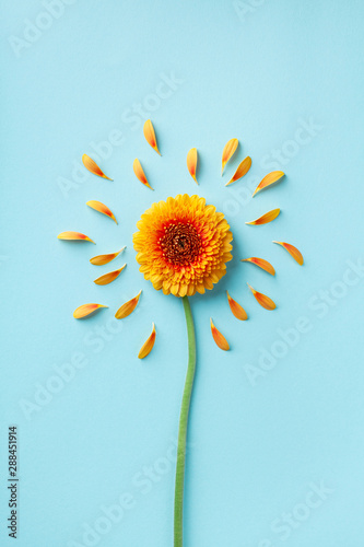 Beautiful yellow gerbera flower with petals on blue. Autumn sunny day concept. Creative idea in flat lay style.