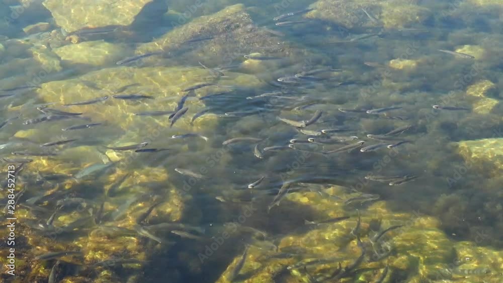 School of fishes in the sea. Fishes under water. School of fishes in the sea. Fishes under water.
