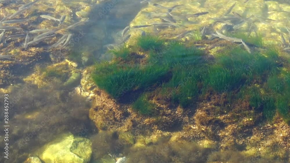 School of fishes in the sea. Fishes under water. School of fishes in the sea. Fishes under water.