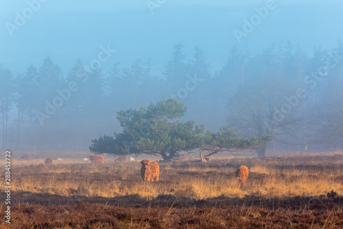 Highland Cows  in Foggy Landscape