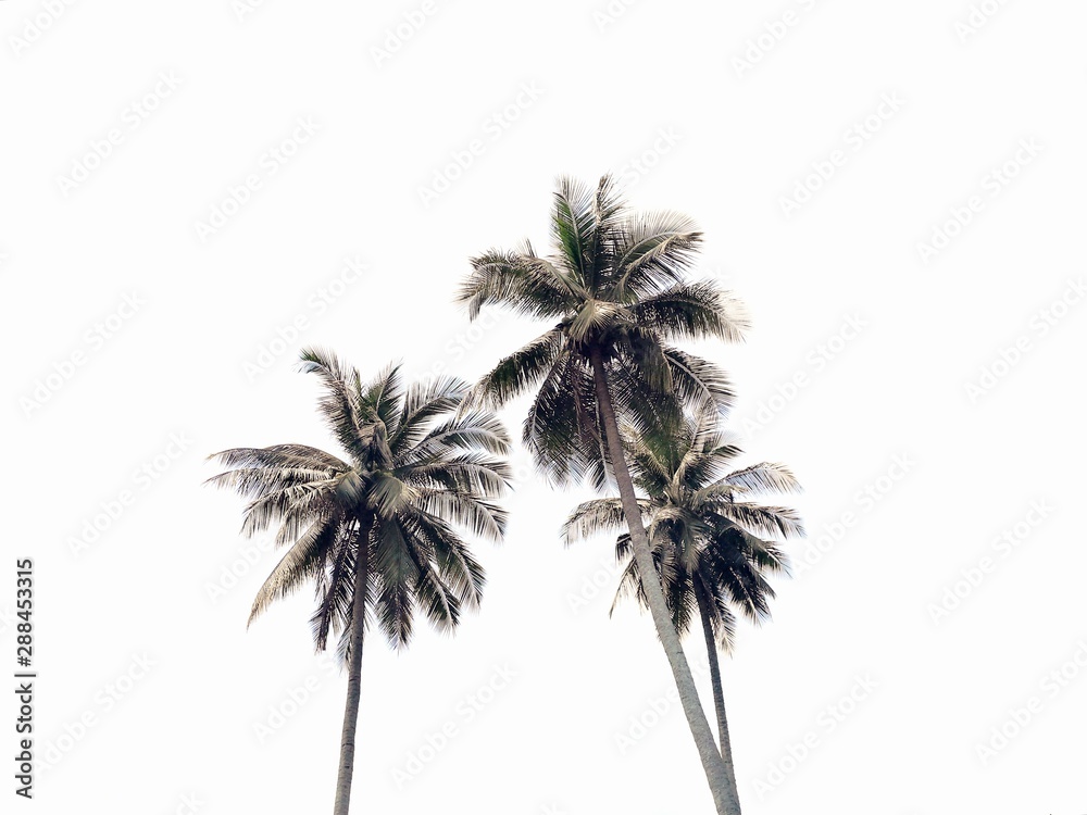 palm tree isolated on white background