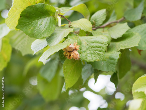 (Corylus avellana) Common hazel. Nuts enclosed in their yellow-brown husk beak-like longer than the nut
