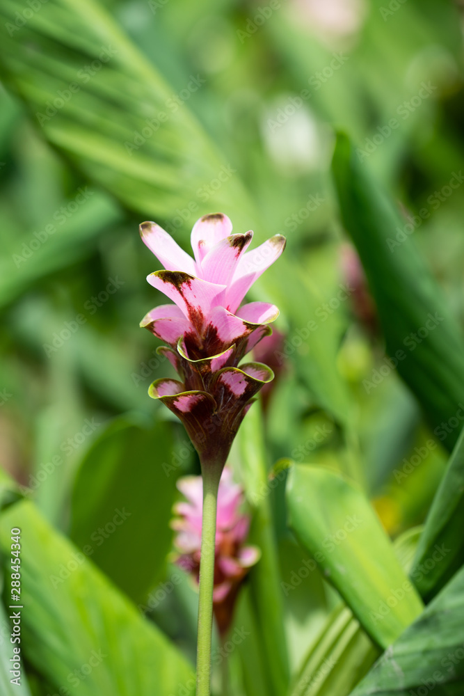 Siam tulips or Dok krachiao (Curcuma alismatifolia) are blooming very beautiful in the garden outdoors. Siam tulips or Dok krachiao (Curcuma alismatifolia) are blooming very beautiful in the garden outdoors.