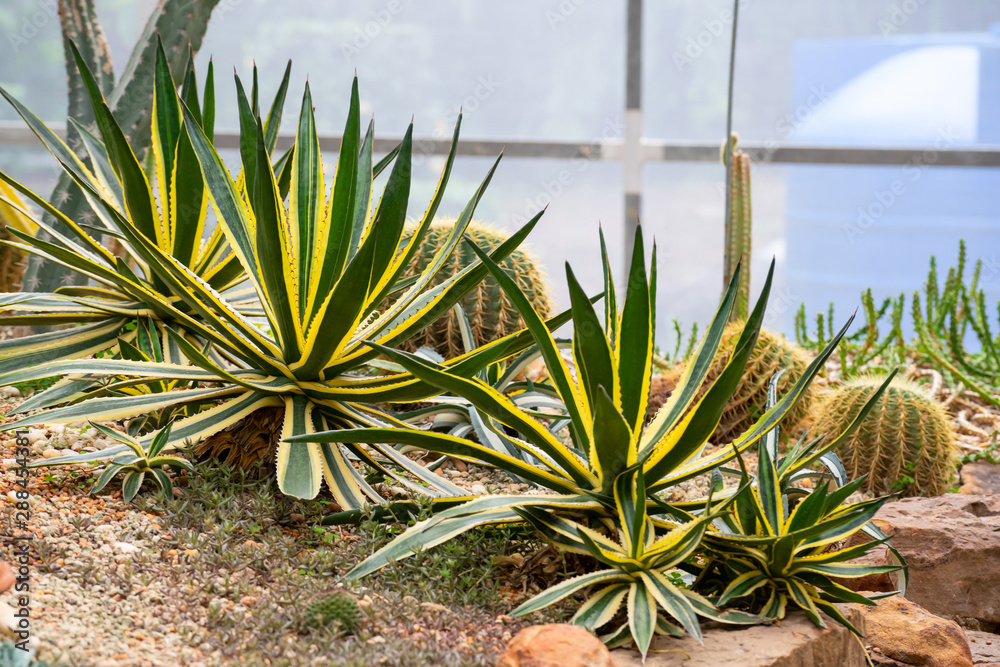 Fototapeta premium Various types of Cactus in the glass house