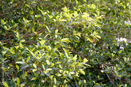 Wallpaper Mural yellow flowers in the garden Torontodigital.ca