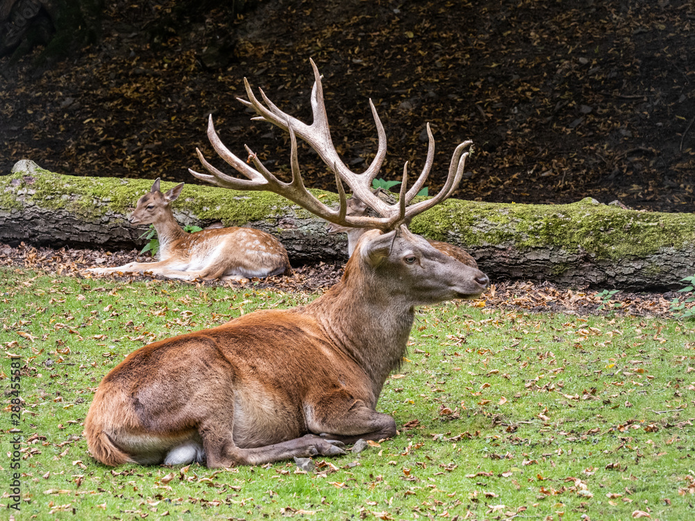 Obraz premium Germany Harz a resting roebuck on the fields