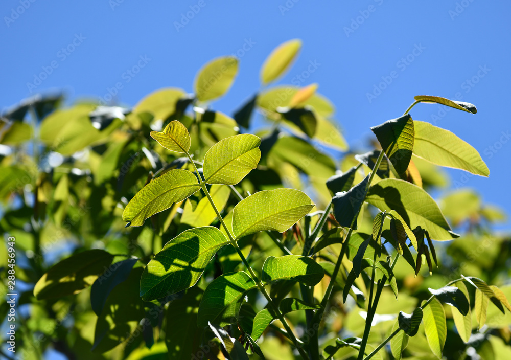 Obraz premium Walnut foliage close-up. The leaves are lit by the sun.